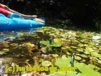 /home//u458753944/public_html/sourcegallery///Frogs/Bullfrogs 2016-08 Ontario/P8081387.JPG